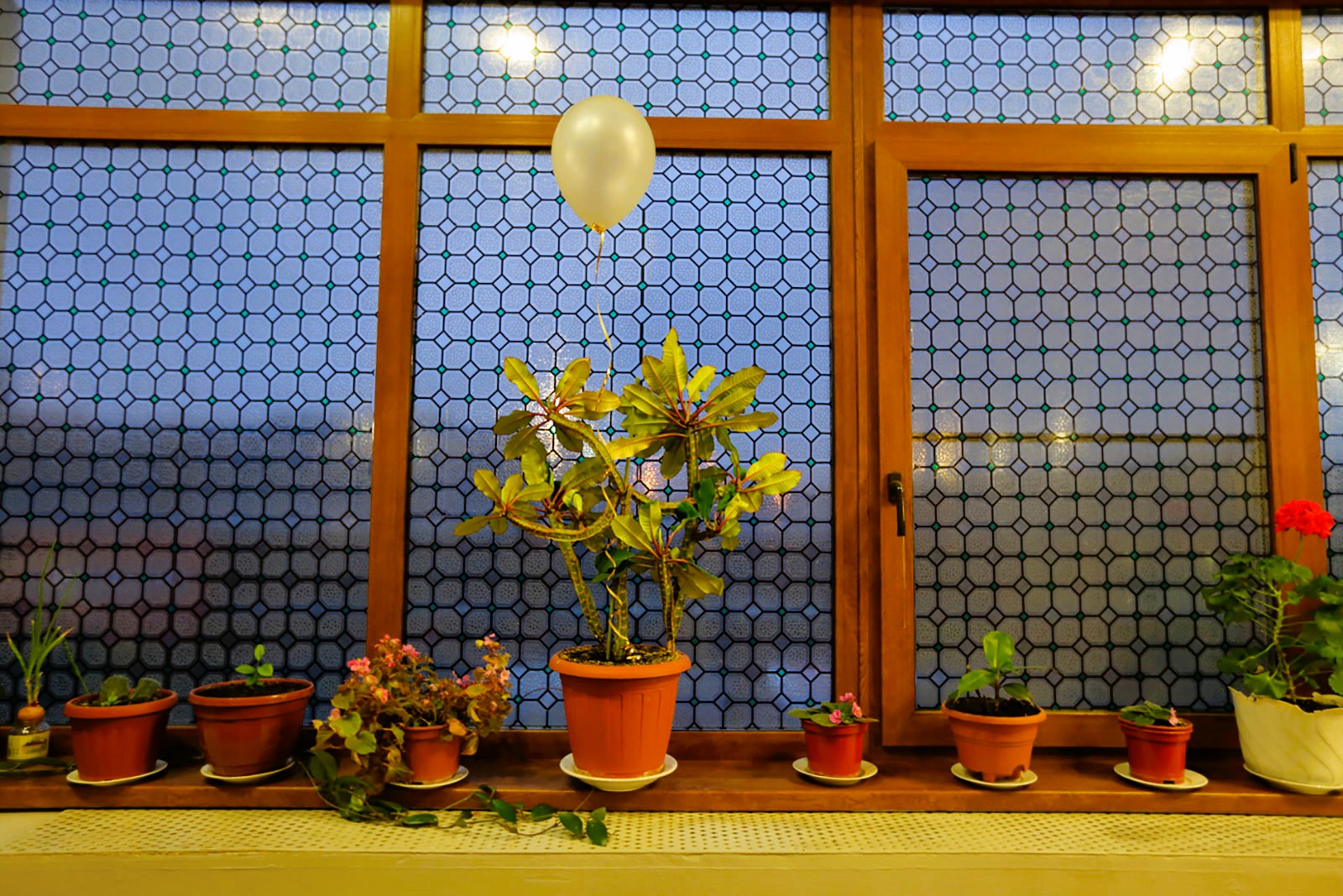 Flowers in front of window